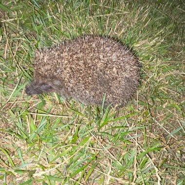 martin - Freelance Podcast Editor