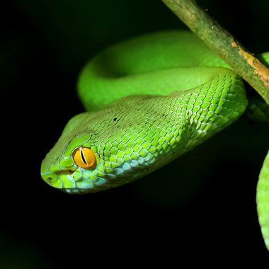 Venom555 - Freelance Beatmaker