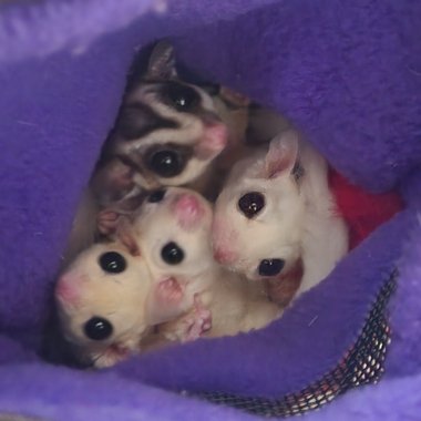 Leonidas L. - Freelance Web Designer