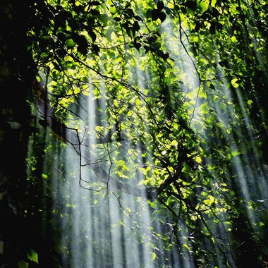 Cutelynar - Freelance Illustrator