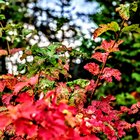 Emil Johannes Tillman Hegdal