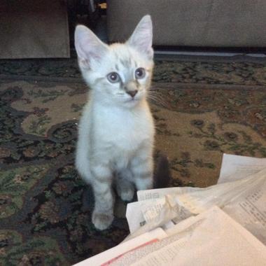 Joseph G. - Freelance Arranger