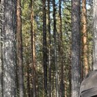 Néstor Márquez Gutiérrez