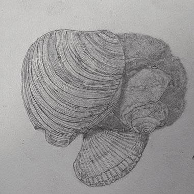 Priya A. - Freelance Designer