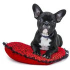 Petshopdelhi