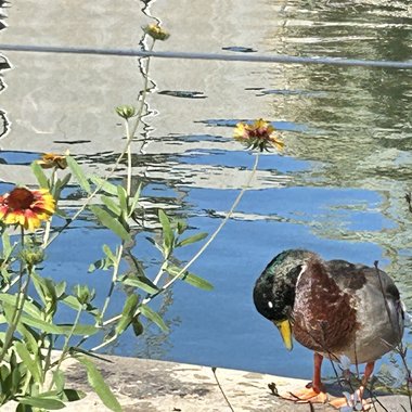 MaddisonM81 - Freelance Artist