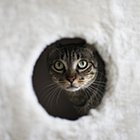 KEN OLUWASIJIBOMI ORIMALADE