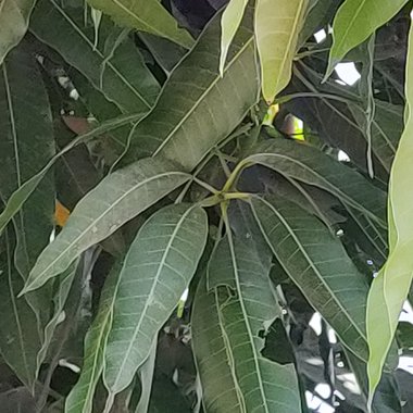 dimeshkumar - Freelance Web Designer